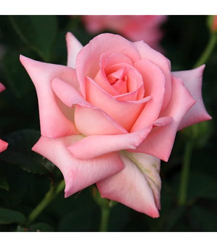 Amazon.com : Heirloom Hybrid Tea Roses, Live Own Root Plant, Muzi